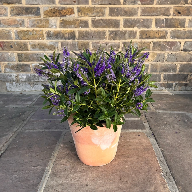 Hebe Addenda 'Donna Britta' (23cm) Purple Flowering Hebe - image 2