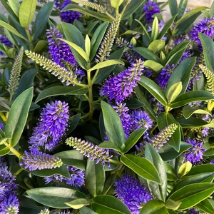 Hebe Addenda® 'Donna Britta' - Purple Flowering Hebe