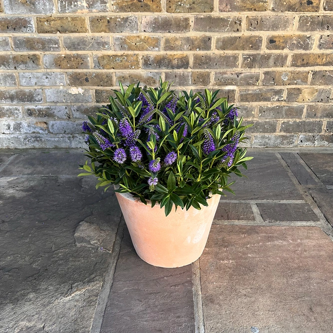 Hebe addenda® 'Donna Britta' (Pot Size 17cm) Purple Flowering Hebe - image 2
