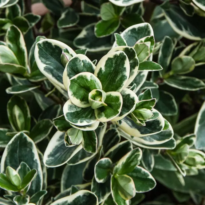 Hebe addenda® 'Donna Katrina' (Pot Size 23cm) Shrubby Veronica - image 1