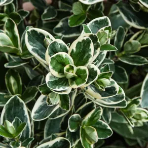 Hebe addenda® 'Donna Katrina' (Pot Size 23cm) Shrubby Veronica - image 1