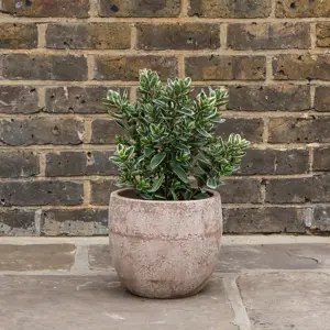 Hebe addenda® 'Donna Katrina' (Pot Size 23cm) Shrubby Veronica - image 2