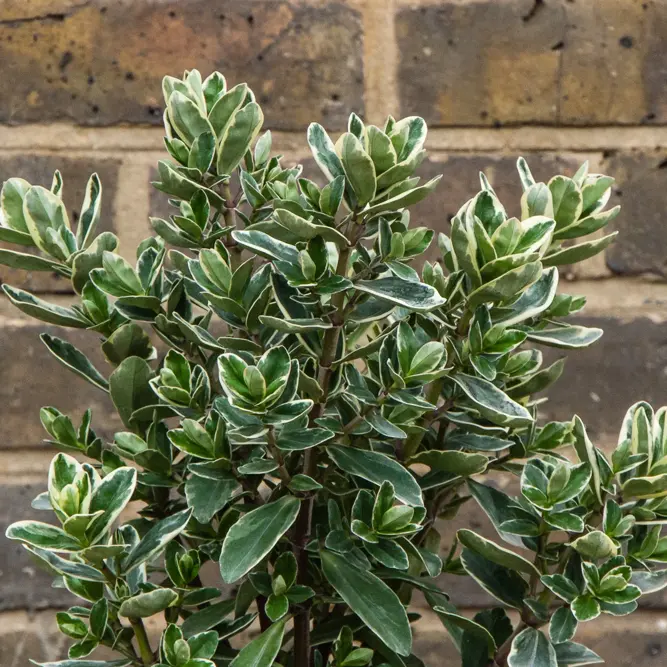 Hebe addenda® 'Donna Katrina' (Pot Size 23cm) Shrubby Veronica - image 3