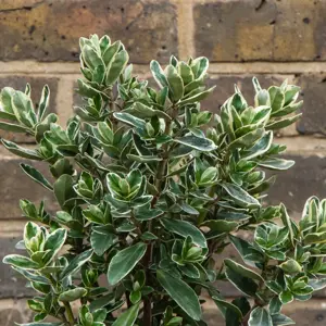 Hebe addenda® 'Donna Katrina' (Pot Size 23cm) Shrubby Veronica - image 3