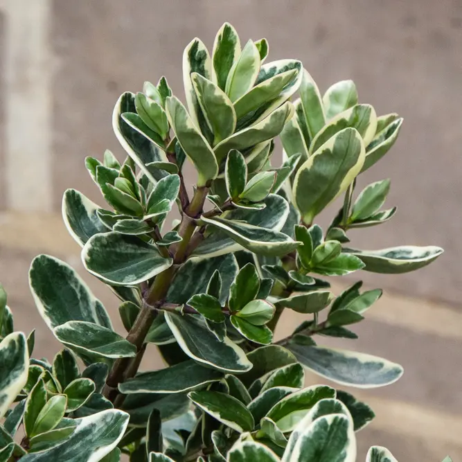 Hebe addenda® 'Donna Katrina' (Pot Size 23cm) Shrubby Veronica - image 4