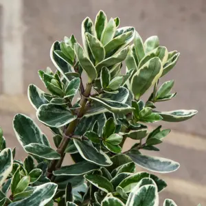 Hebe addenda® 'Donna Katrina' (Pot Size 23cm) Shrubby Veronica - image 4