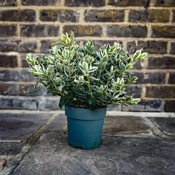 Hebe addenda® 'Donna Katrina' (Pot Size 23cm) Shrubby Veronica - image 5