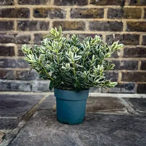 Hebe addenda® 'Donna Katrina' (Pot Size 23cm) Shrubby Veronica - image 5