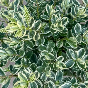 Hebe addenda® 'Donna Katrina' (Pot Size 23cm) Shrubby Veronica - image 6