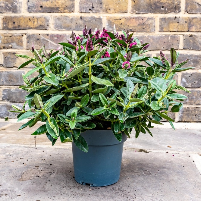 Hebe addenda® 'Vinoa Pink' (Pot Size 15cm) Pink Flowering Hebe - image 2