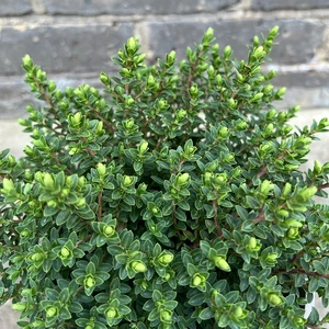 Hebe 'Baby Marie' (Pot Size 2ltr) Shrubby Veronica - image 1