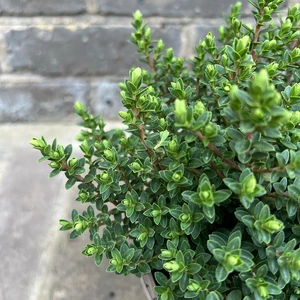 Hebe 'Baby Marie' (Pot Size 2ltr) Shrubby Veronica - image 2