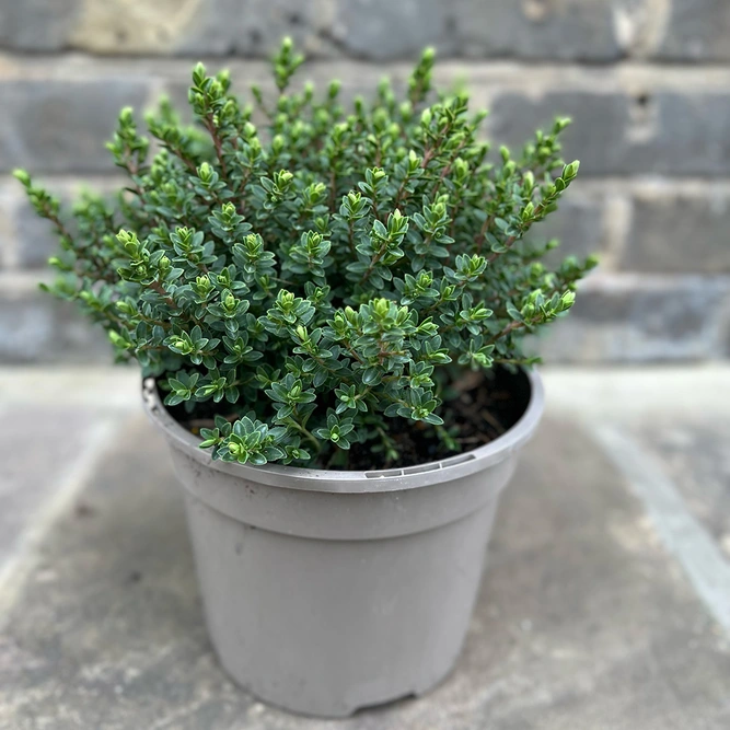 Hebe 'Baby Marie' (Pot Size 2ltr) Shrubby Veronica - image 3
