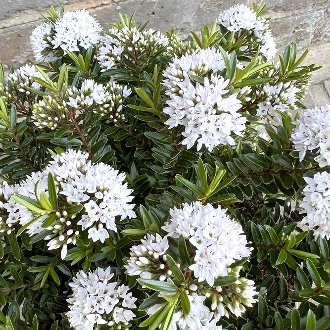 Hebe 'Celine' (Pot Size 3ltr) Shrubby Veronica - image 1