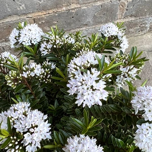 Hebe 'Celine' (Pot Size 3ltr) Shrubby Veronica - image 2