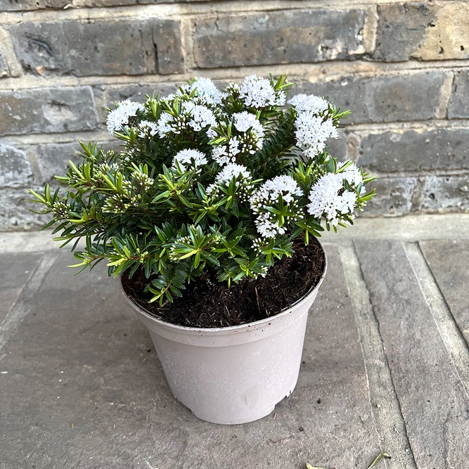 Hebe 'Celine' (Pot Size 3ltr) Shrubby Veronica - image 3