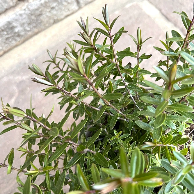 Hebe 'Champagne' (Pot Size 1.5ltr) Shrubby Veronica - image 1