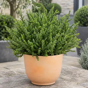 Hebe 'Emerald Green'