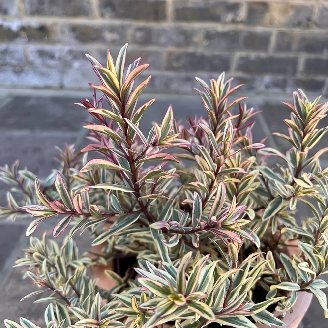 Hebe 'Heartbreaker' (17cm) Shrubby Veronica - image 1