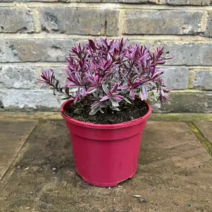 Hebe 'Magic Summer' (Pot Size 2L) - image 2