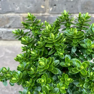 Hebe 'Margret' (Pot Size 2L) Shrubby Veronica