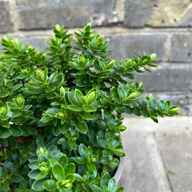 Hebe 'Margret' (Pot Size 17cm) Shrubby Veronica - image 2