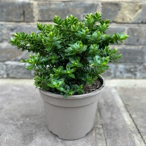Hebe 'Margret' (Pot Size 2L) Shrubby Veronica - image 3