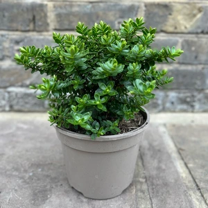 Hebe 'Margret' (Pot Size 17cm) Shrubby Veronica - image 3