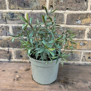 Hebe 'Marilyn Monroe' (Pot Size 2L) Shrubby Veronica - image 2