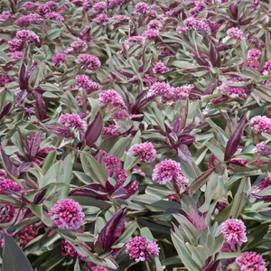 Hebe 'Marilyn Monroe' (Pot Size 2L) Shrubby Veronica - image 3