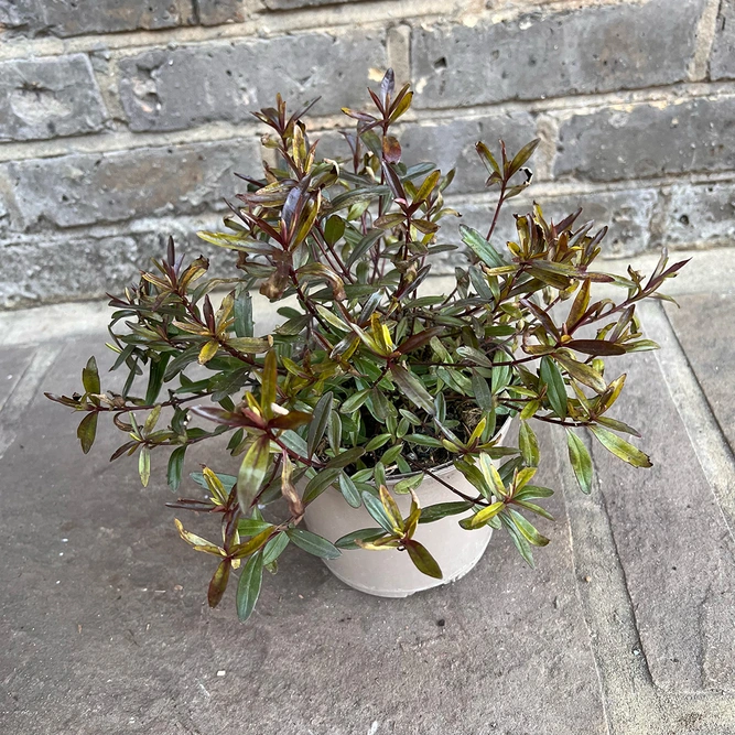 Hebe Mrs Winder  (Pot Size 1.5ltr) Shrubby Veronica - image 3