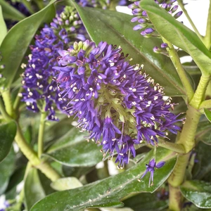 Hebe Mrs Winder  (Pot Size 1.5ltr) Shrubby Veronica - image 1