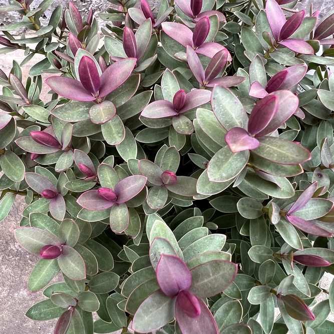 Hebe 'Red Edge'  ( Pot Size 2.0Ltr) Hebe Shrubby Veronica - image 2