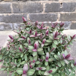 Hebe 'Red Edge'  ( Pot Size 2.0Ltr) Hebe Shrubby Veronica - image 4