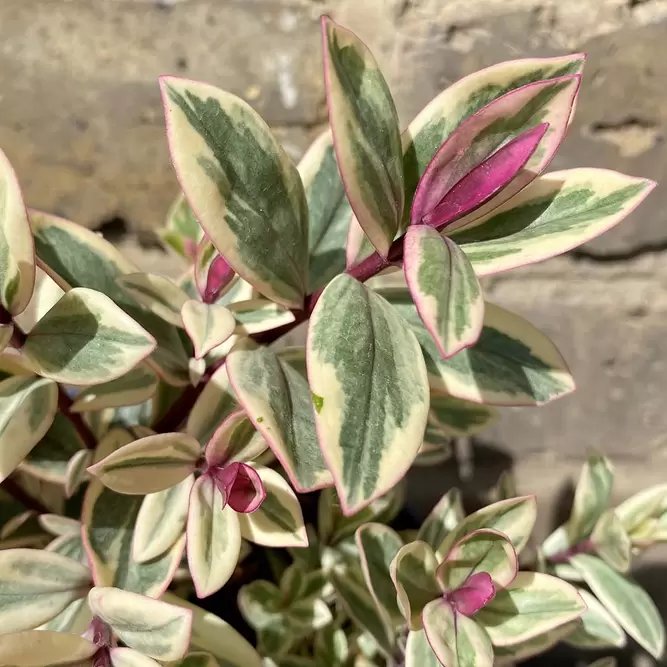 Hebe 'Rhubarb & Custard' (Pot Size 2L)