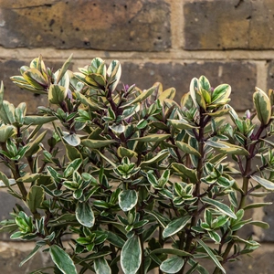 Hebe 'Tricolour' (2L) Shrubby Veronica - image 3