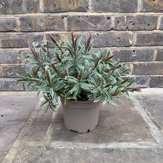 Hebe Winter Wonder (Pot Size 2ltr) Shrubby Veronica - image 3