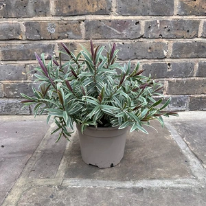 Hebe Winter Wonder (Pot Size 2ltr) Shrubby Veronica - image 3