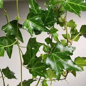 Hedera  'Elja' (Pot Size 13cm) - English Ivy - image 1