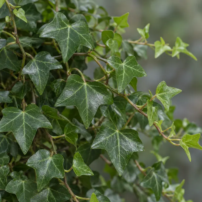Hedera 'Elja' (Pot Size 13cm) - English Ivy