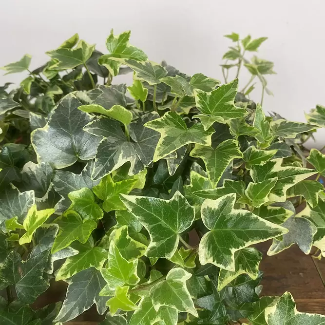 Hedera Eva White Green (Pot Size 13cm) - English Ivy - image 1