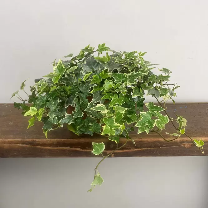 Hedera Eva White Green (Pot Size 13cm) - English Ivy - image 2