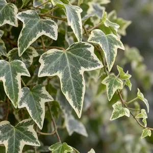 Hedera Eva White Green (Pot Size 13cm) - English Ivy