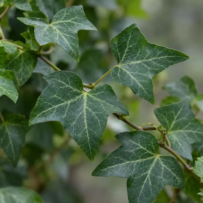 Hedera helix (Pot Size 9cm) English Ivy