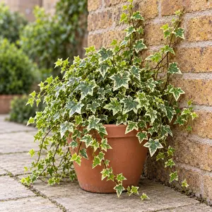 Hedera helix 'Eva' - English Ivy