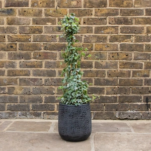 Hedera helix 'Glacier' (3L) English Ivy - image 2