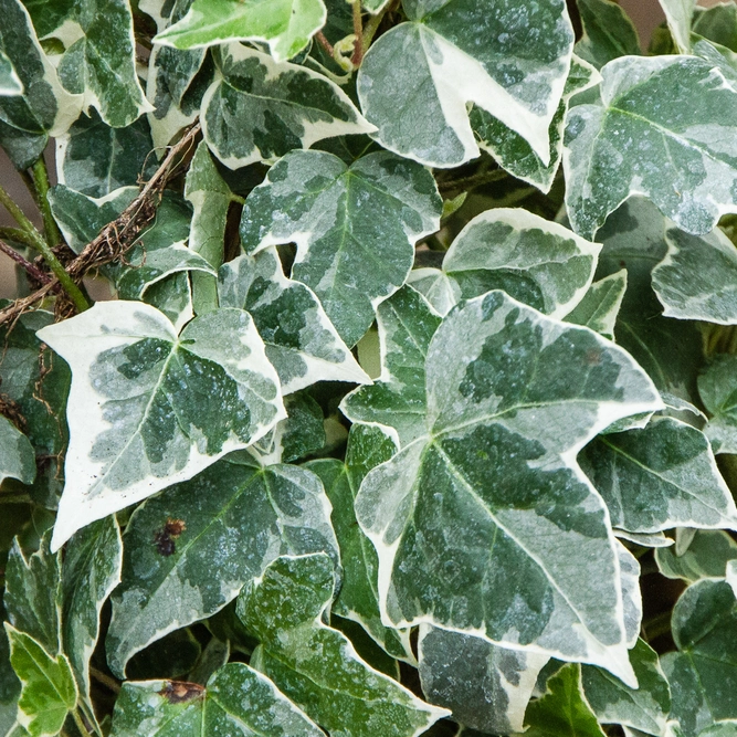 Hedera helix 'Glacier' (3L) English Ivy - image 1