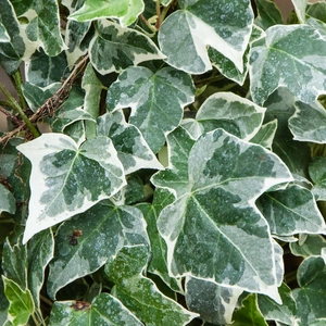 Hedera helix 'Glacier' (3L) English Ivy - image 1