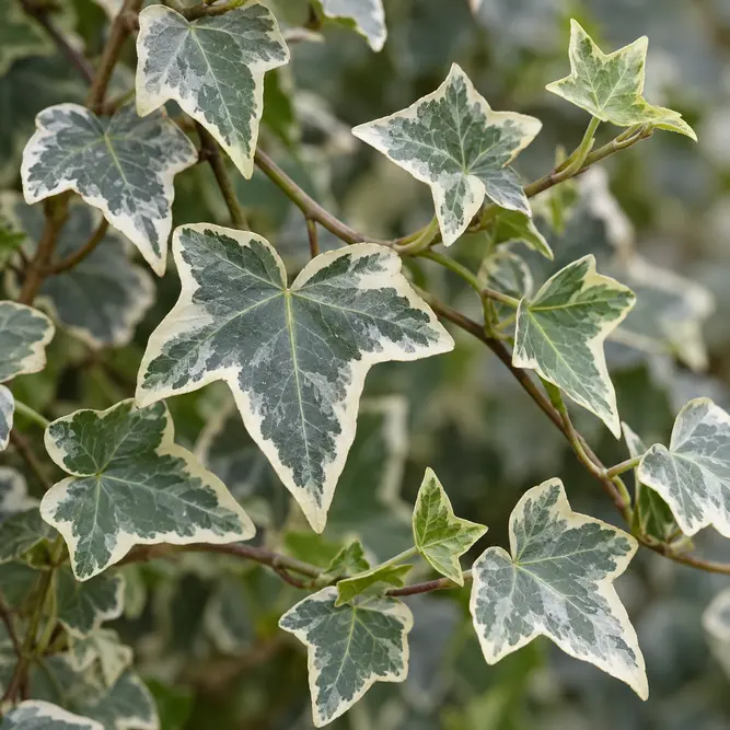 Hedera helix 'Glacier' (3L) English Ivy