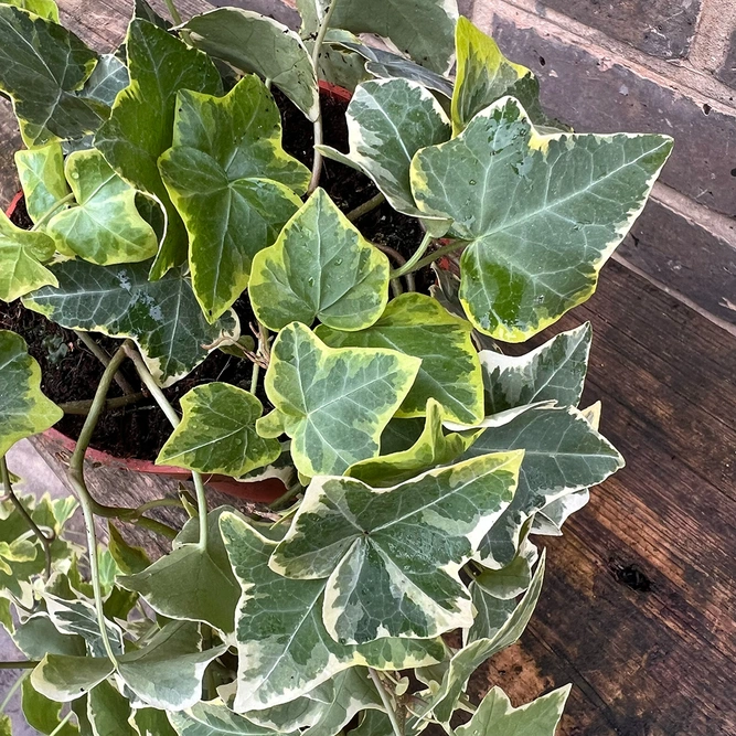 Hedera helix 'Gold Child' (13cm) English Ivy - image 1